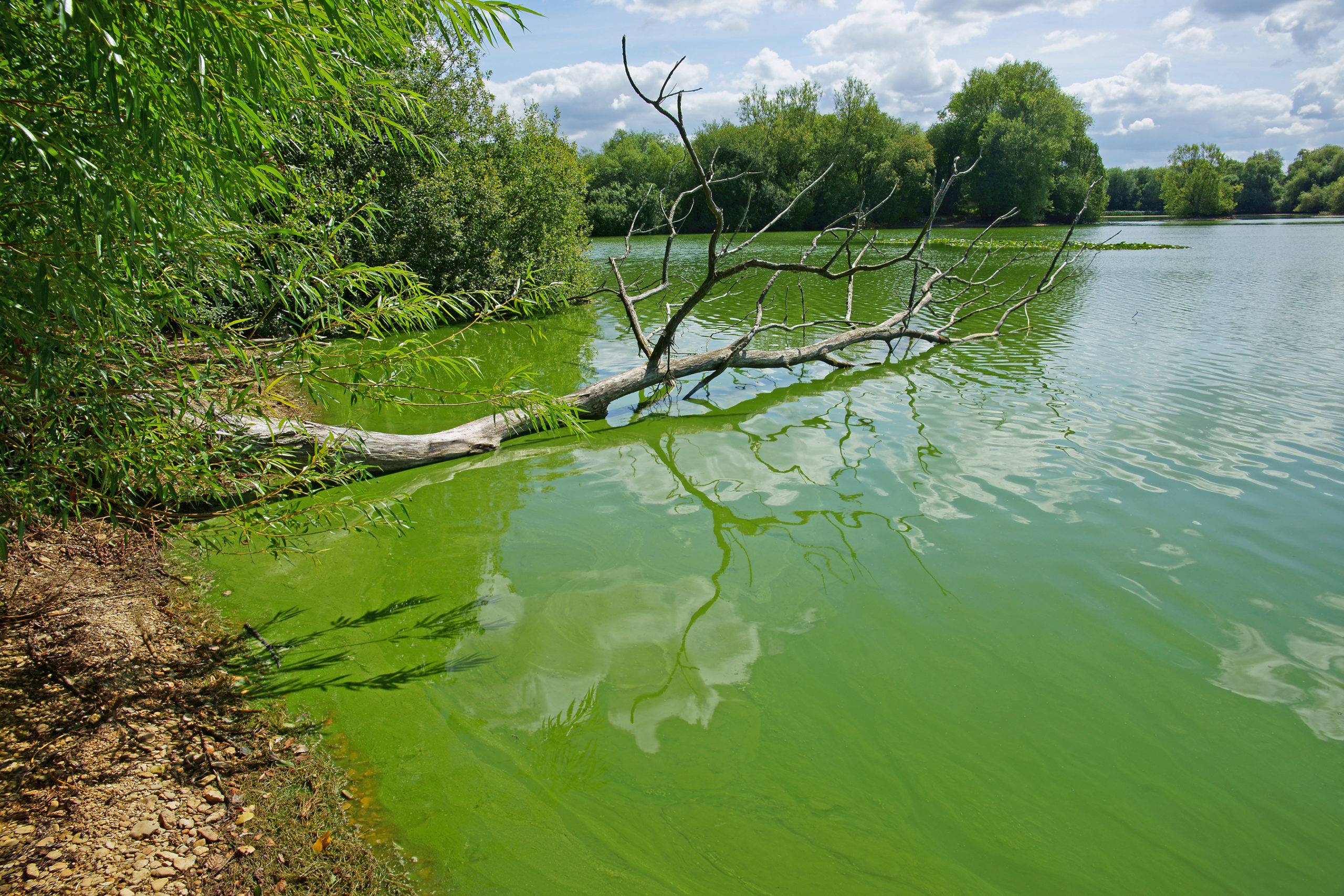Harmful blue-green algae toxic to dogs and humans cyanotoxins