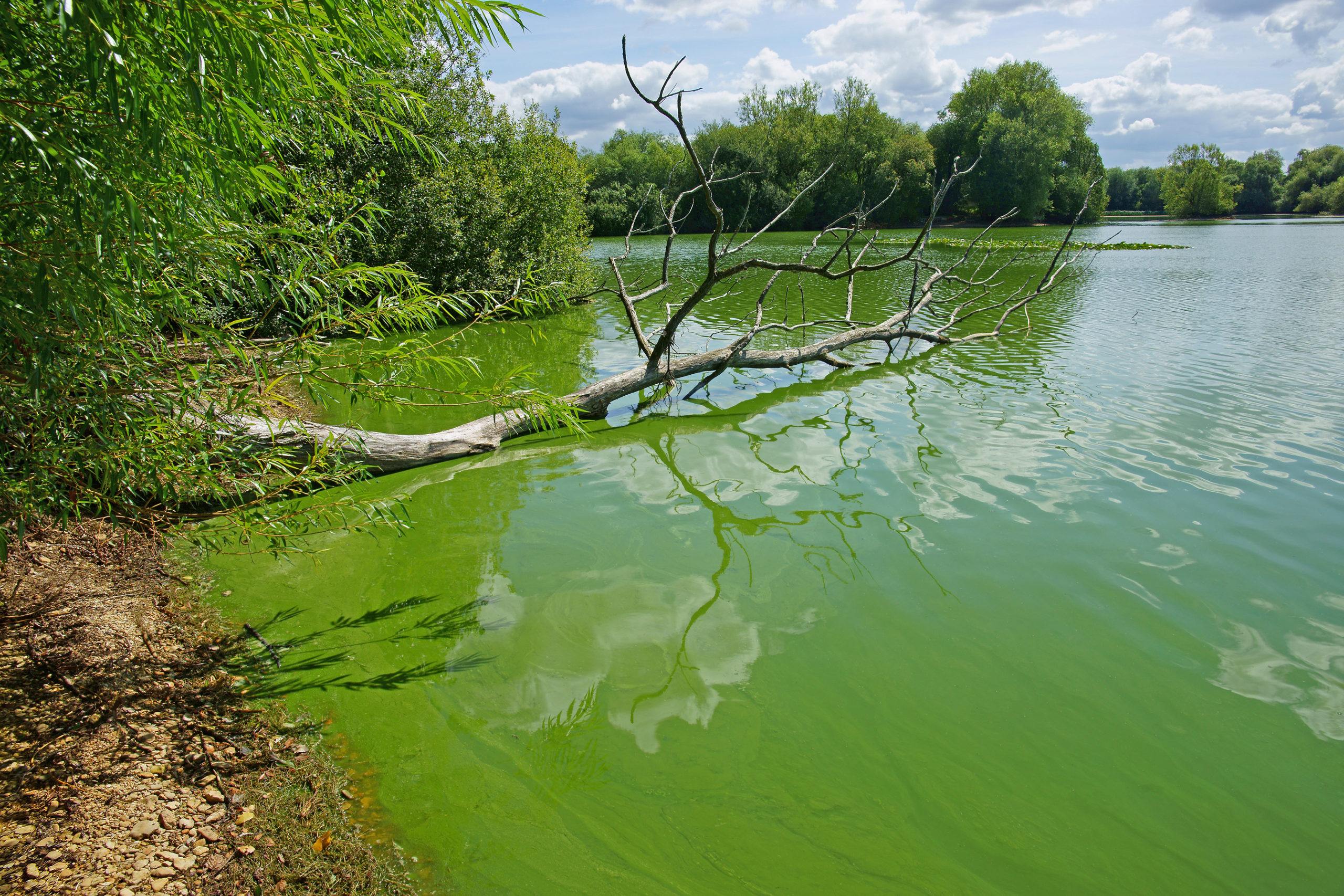 Dogs are dying from harmful algae in lakes and ponds. So what does that mean for your drinking water?